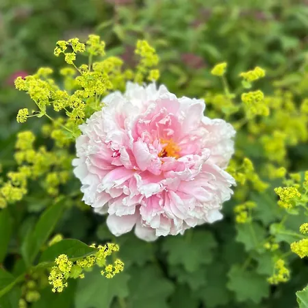 Heldendomizil בית נופש Hattstedt
